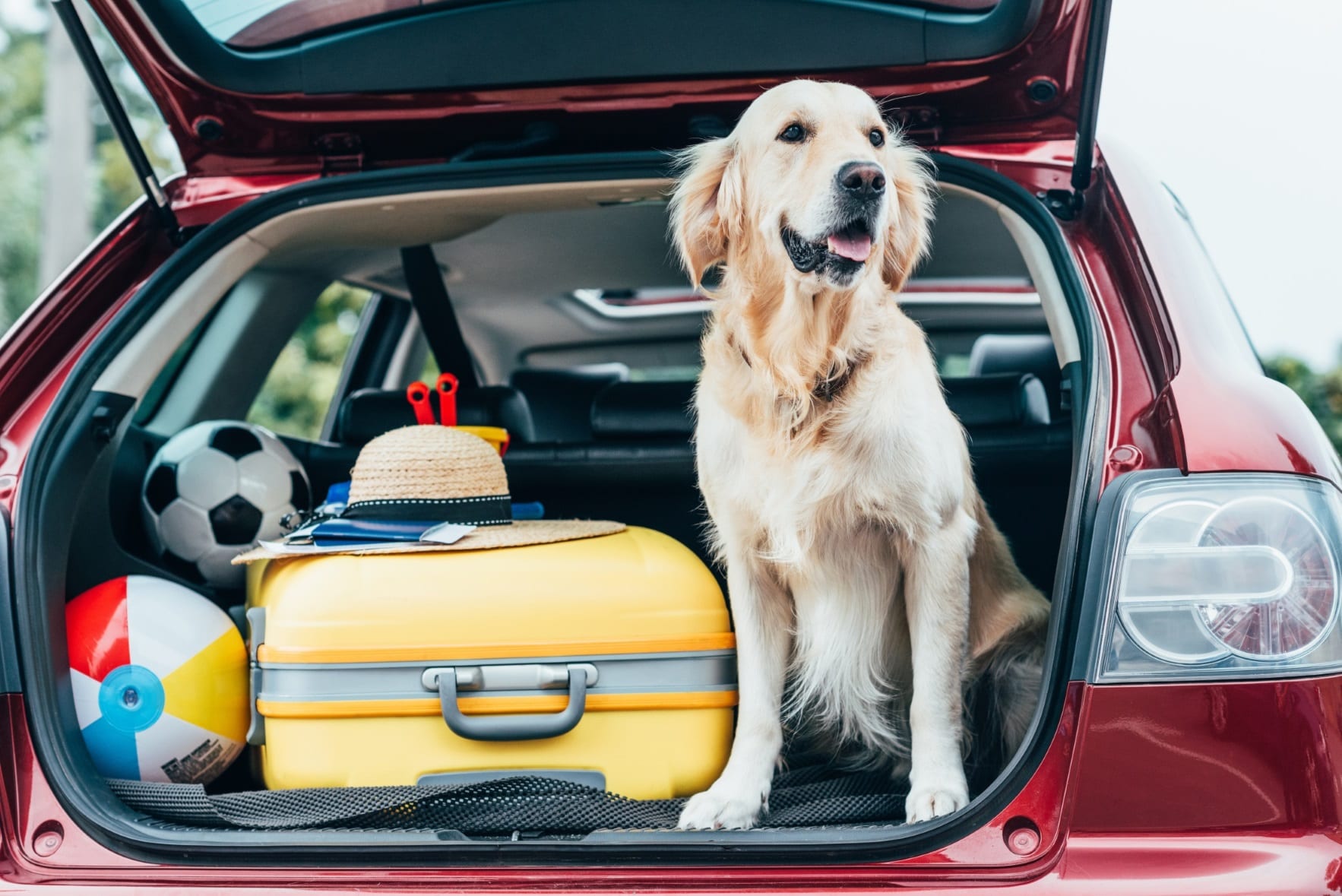 Tips for driving with dogs