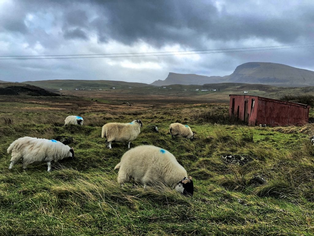 Sheep grazing on the Isle of Skye