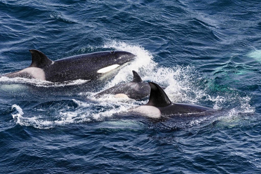 Orcas off Shetland Islands