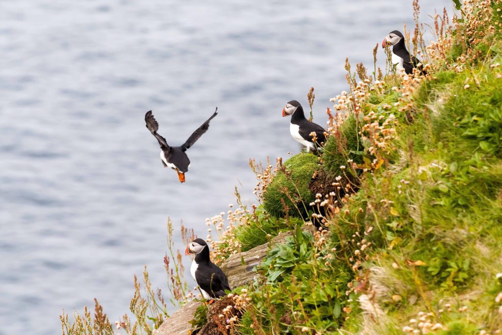 Puffins on Handa Island