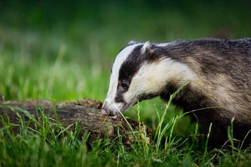 a badger