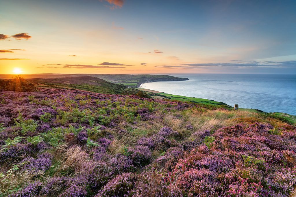 pink heather on the hills next to the sea