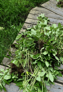 himalayan balsam